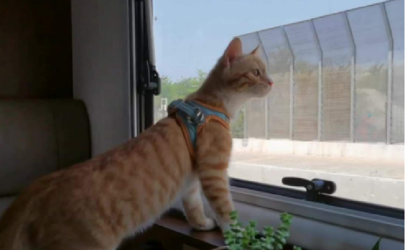 帶著寵物去旅行(一)前期準備 帶著寵物去旅行(一)前期準備